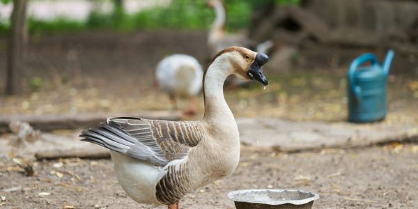 A brown and white goose stands near a water bowl in a farmyard.