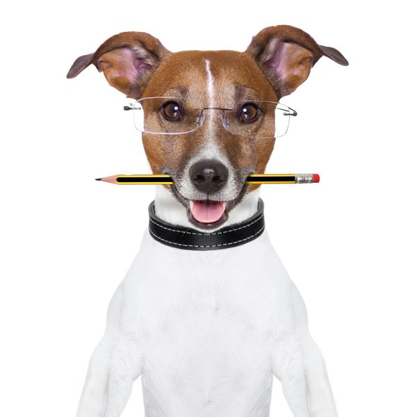 Dog wearing glasses holding a pencil in its mouth.