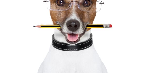 Dog wearing glasses holding a pencil in its mouth.