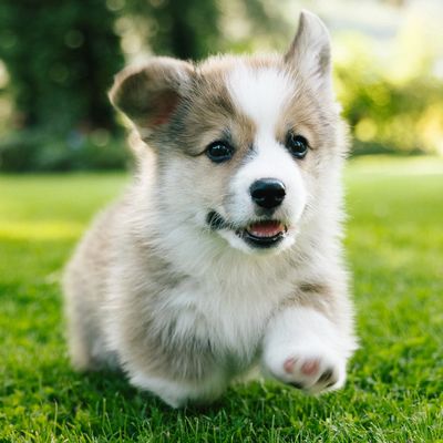 Playful fluffy puppy running on grass.