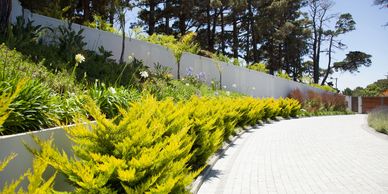 Curved driveway bordered by vibrant yellow shrubs and greenery under tall trees.