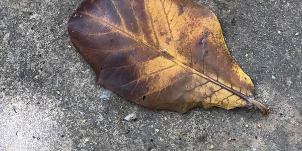 A large brown and yellow leaf on a rough concrete surface.