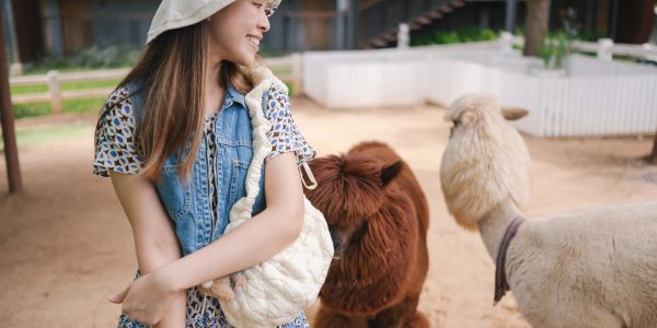 Close-up of a Happy Alpaca in Appalachia