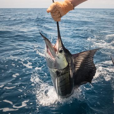 Fisherman holding a sailfish above the ocean water.