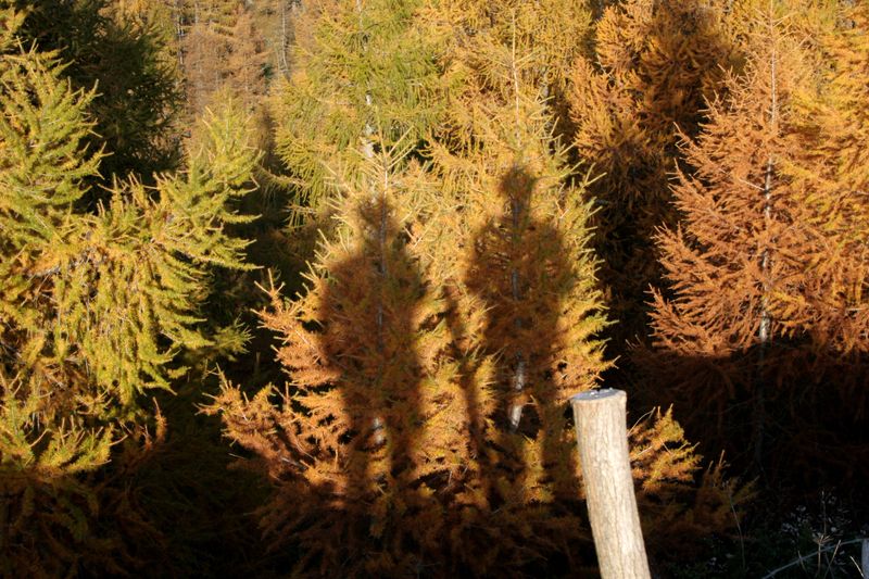 The shadow of two people on a larch forest.