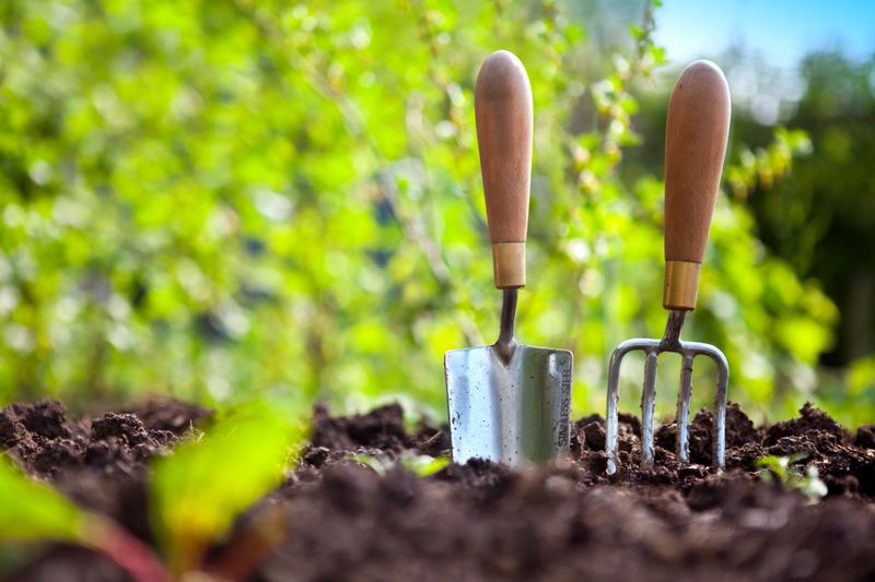Garden hand trowel and fork standing in soil in a vegetable garden, with colourful gooseberry bushes behind.
