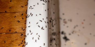 Pest Pirates provides general pest control in Harrison, Stark, Tuscarawas, and Carroll Counties