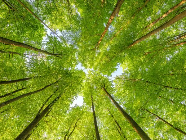 Sustainability in IT Asset Management and IT Asset Disposal. Carbon Neutral IT Managed Service MSP