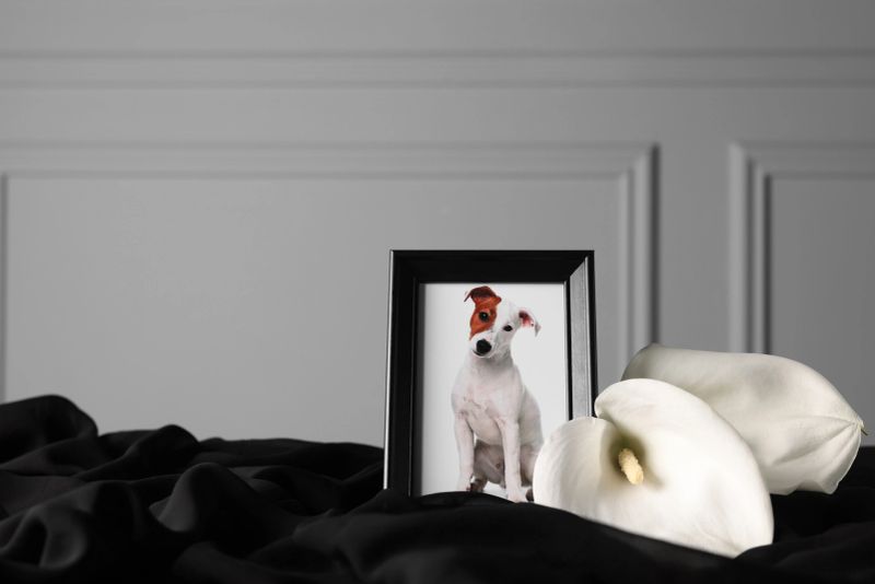 Frame with picture of dog and calla flowers on black cloth. Pet funeral