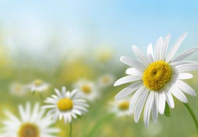 Close-up of a daisy flower with a blurred background of other daisies and blue sky.