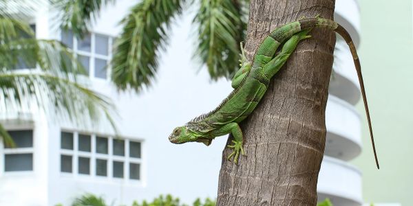 A green iguana climbs down a tree in an urban setting.