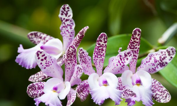 Close-up of purple and white spotted orchids.