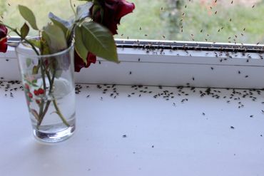 Ants getting into a window
