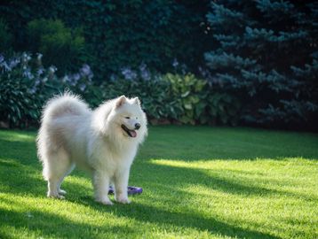 A white Samoyed standing in a yard 