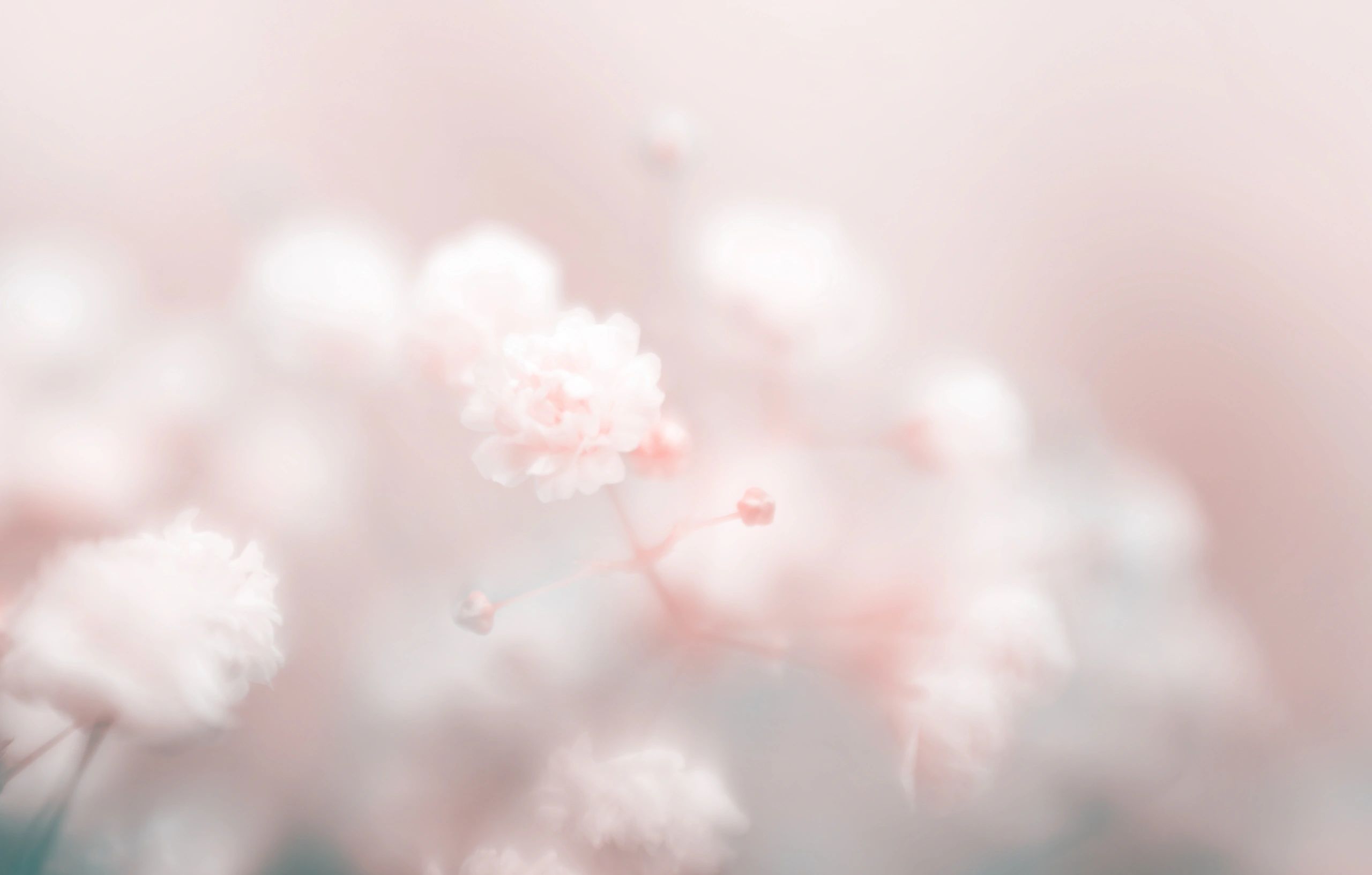 Soft focus on delicate pale pink flowers creating a dreamy atmosphere.
