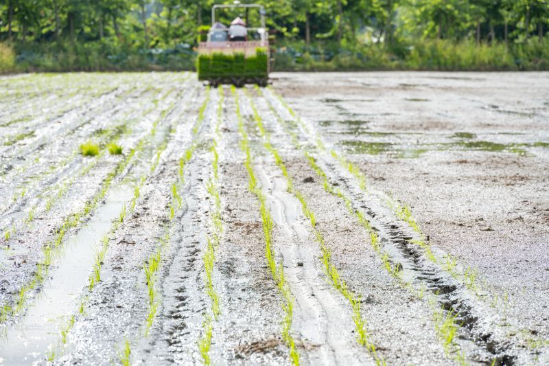 rice transplanter working on the field at horizontal composition