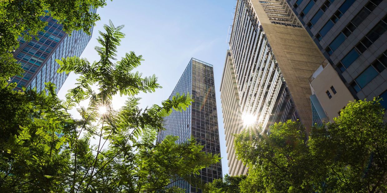 Sunlight filters through green trees against tall city skyscrapers on a clear day.