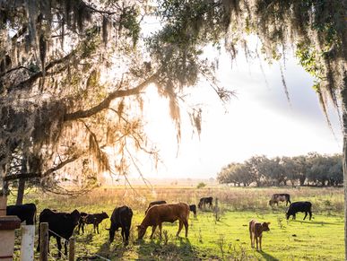 Horses grazing under live oaks on a Marion County horse farm