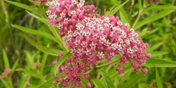 Cluster of vibrant pink flowers with green leaves in the background.