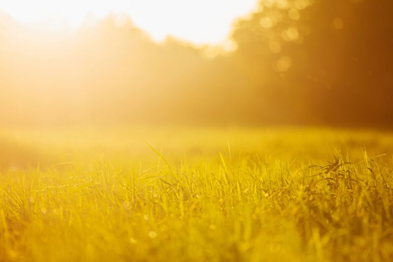 Green grass background.