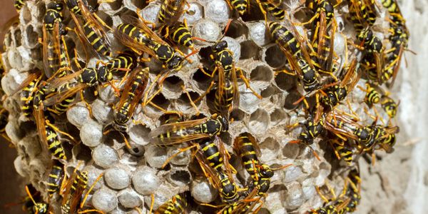 Wasp