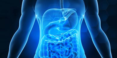 See through image showing the GI tract and symbolizing the role gut health plays in well-being.