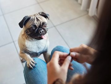 Excited pug eagerly awaits a treat from a person sitting with crossed legs.