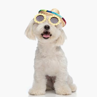 Fluffy white dog wearing a colorful sombrero and flower-shaped sunglasses.