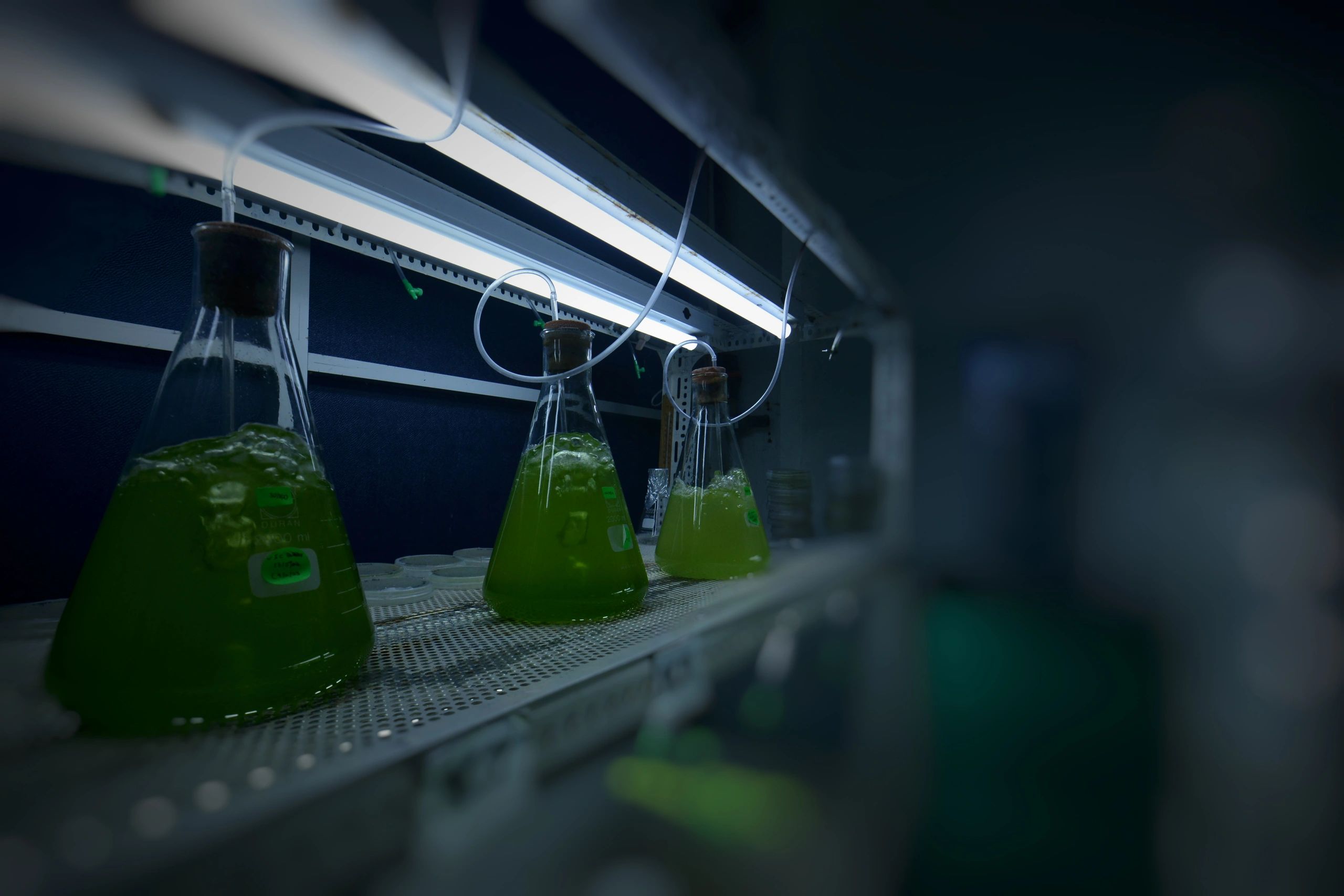 The laboratory produces Moina for fish seed food