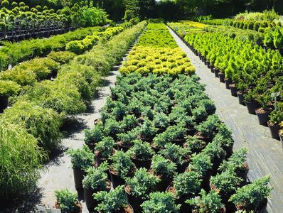 Plantas en macetas organizadas en filas en un vivero.