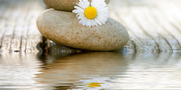 Two smooth stones stacked with a daisy flower on top, reflected in calm water.