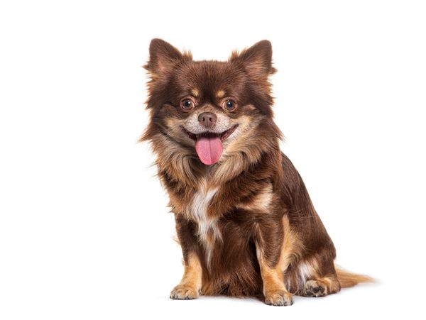 Happy brown Chihuahua sitting with tongue out.