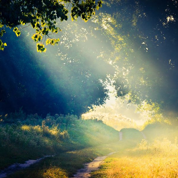 Sunlight streams through forest trees onto a grass path.
