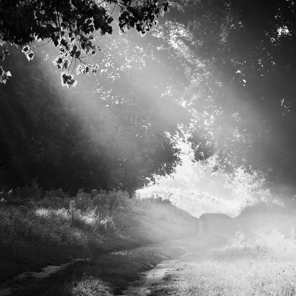Sunlight streams through forest trees onto a grass path.