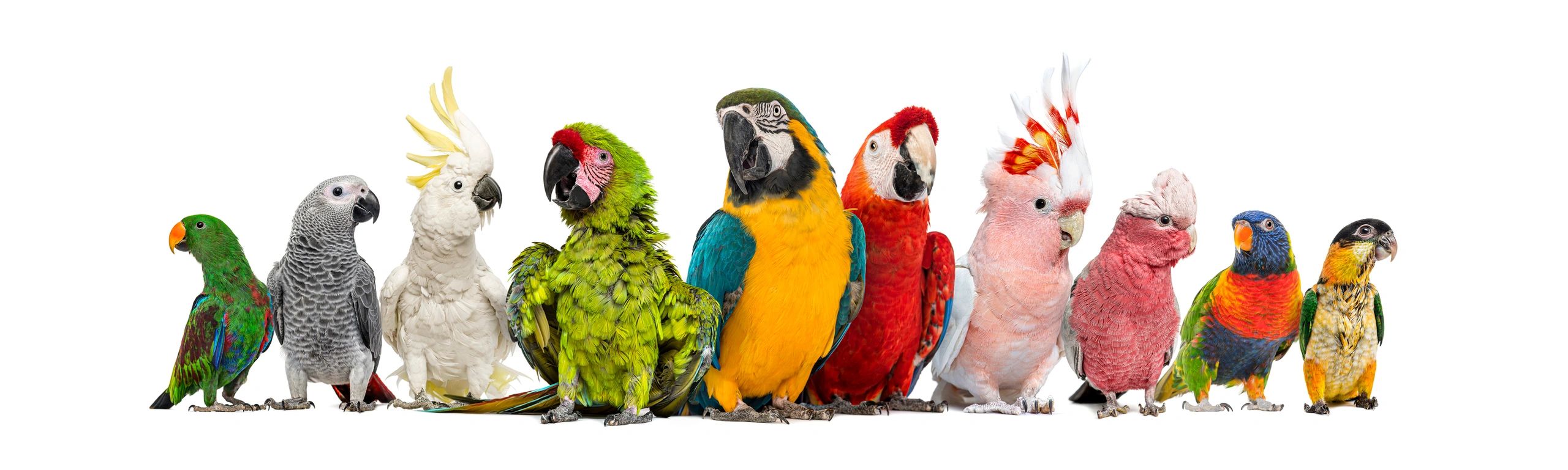 Parrot Online Store