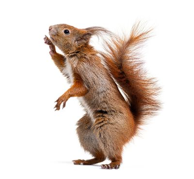 red squirrel standing on back legs only and looking up with its right paw raised to its head