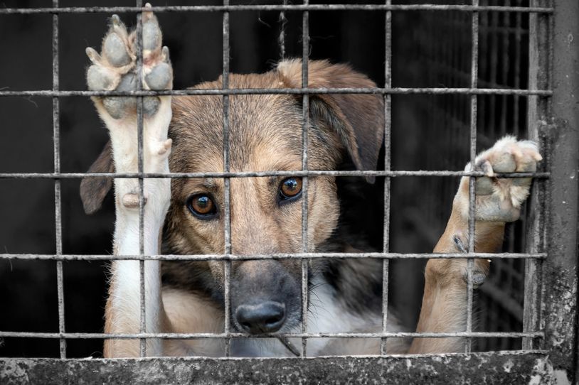 Sad dog behind bars in a cage.