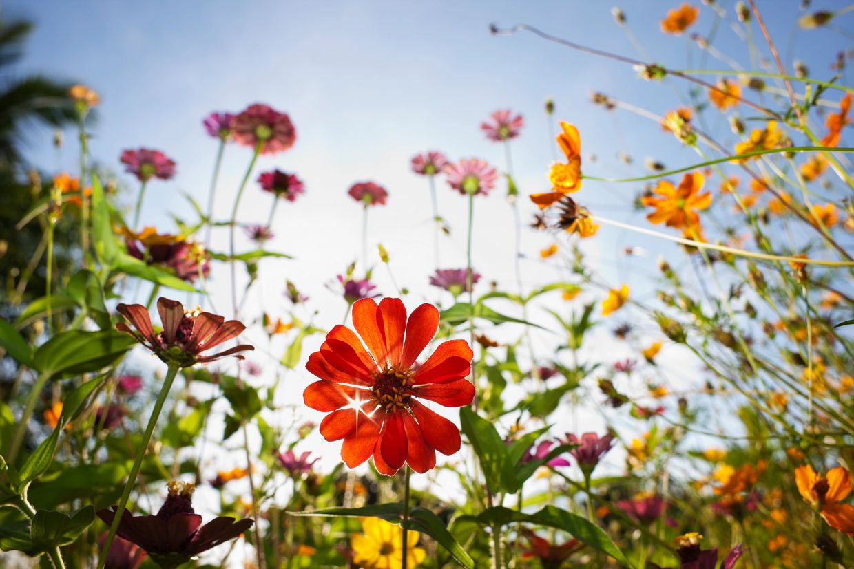 Close-up of vibrant blooming flowers with sunlight.