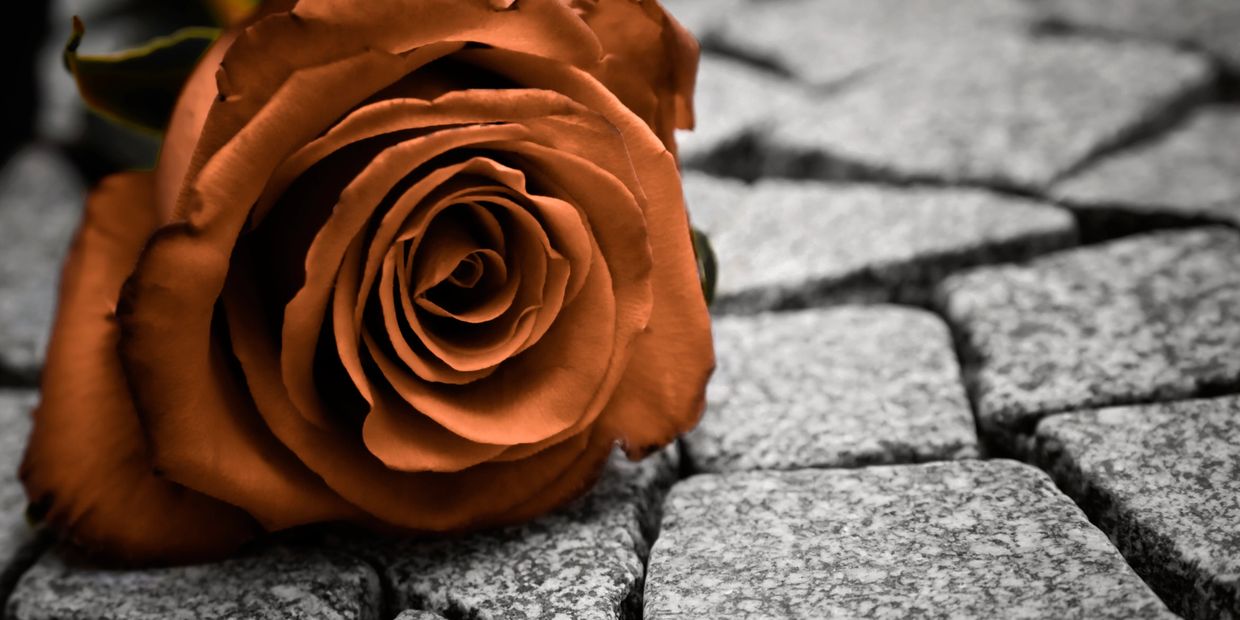 A close-up of an orange rose on a gray cobblestone surface.