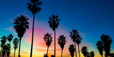 Palm trees silhouetted against a colorful sunset sky.