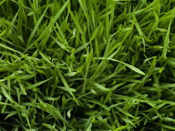 Close-up of fresh green grass.