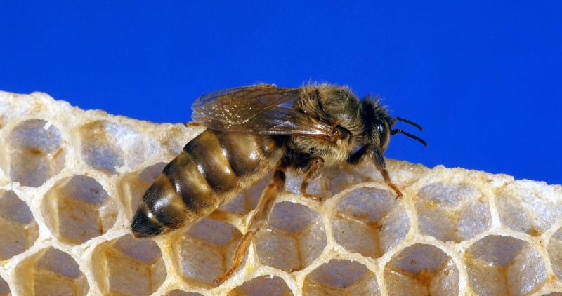 European Honey Bee, apis mellifera, Queen on a Young Wax Ray, Bee Hive in Normandy