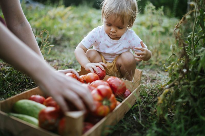 Little girl picking ripe vegetables from the garden with her mom