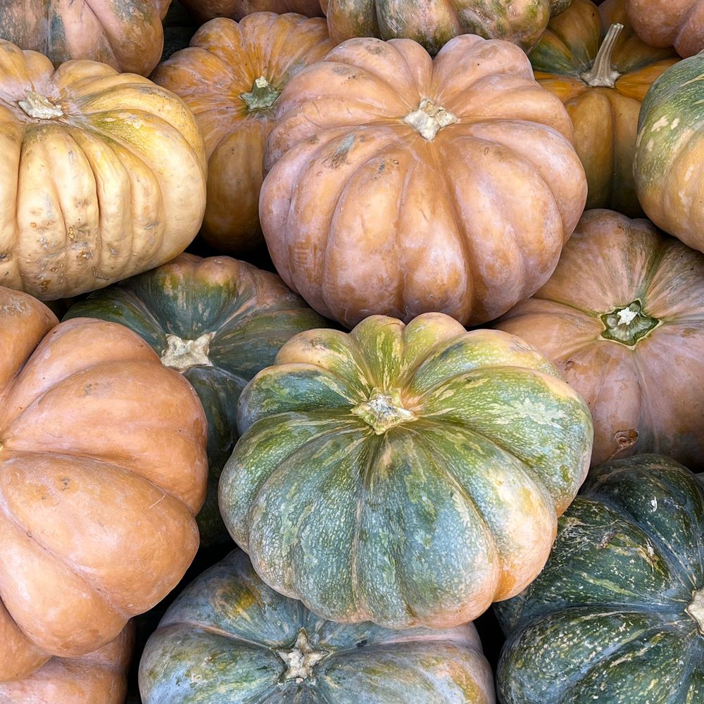 A pile of multi-colored pumpkins with green and orange hues.