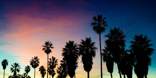 Silhouetted palm trees against a colorful sunset sky.