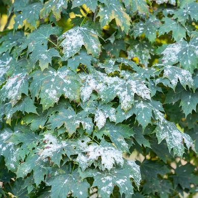 Plant covered in powdery mildew