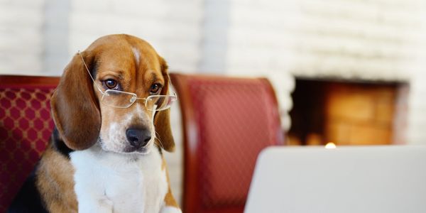 Beagle dog wearing glasses and looking at a laptop.