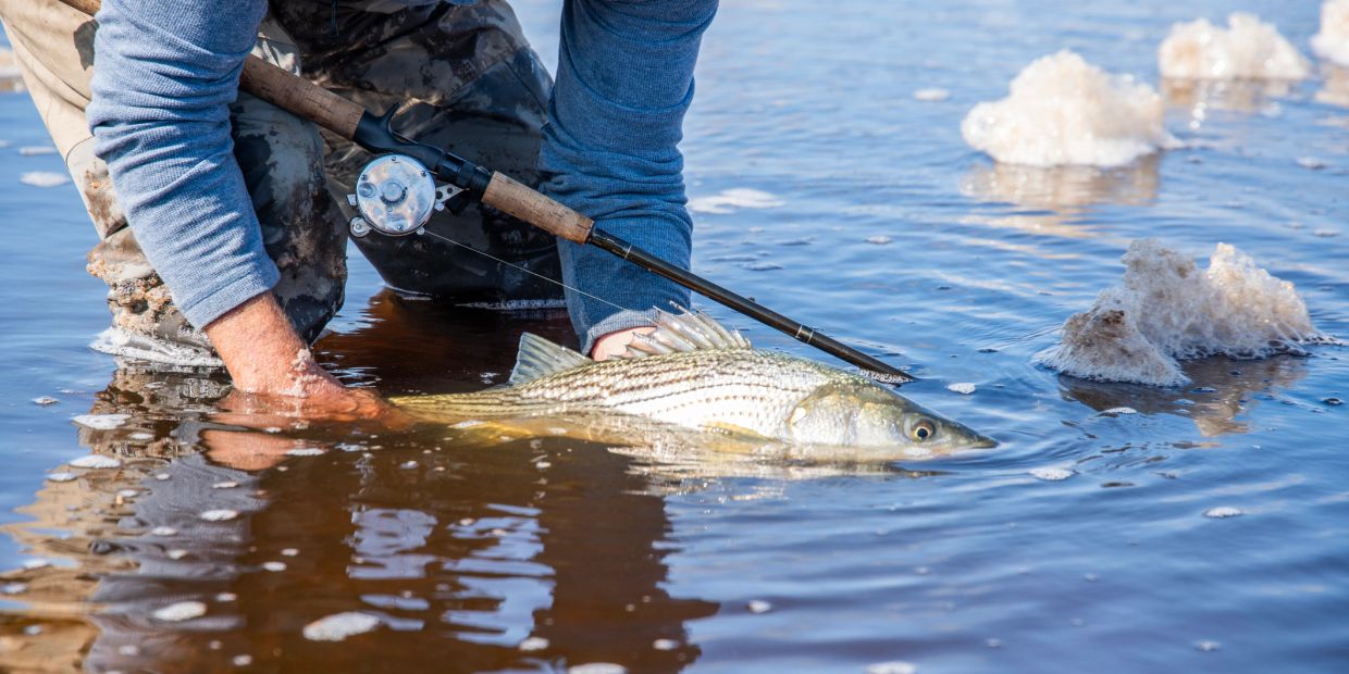 Person holding a striped fish in water with a fishing rod.