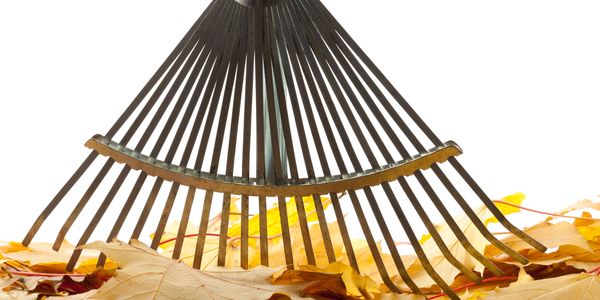 A metal garden rake with multiple long, thin tines and a wooden handle.