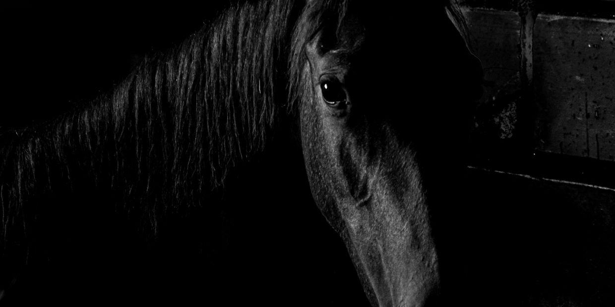 Close-up of a horse's face in dramatic low light.